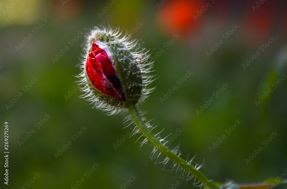 bud of poppy