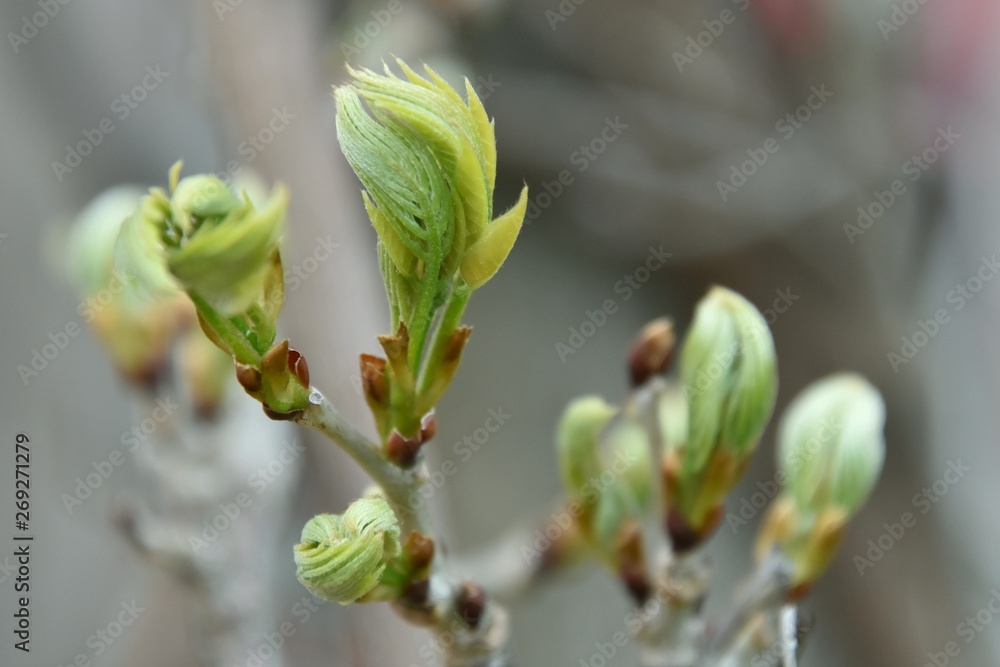 Feuilles de vignes au printemps Feuilles de vignes au printemps