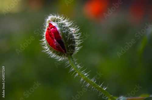 Obraz na płótnie bud of poppy w salonie