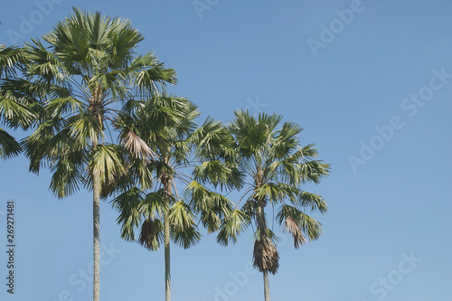 Palm Trees with Blue Sky Background