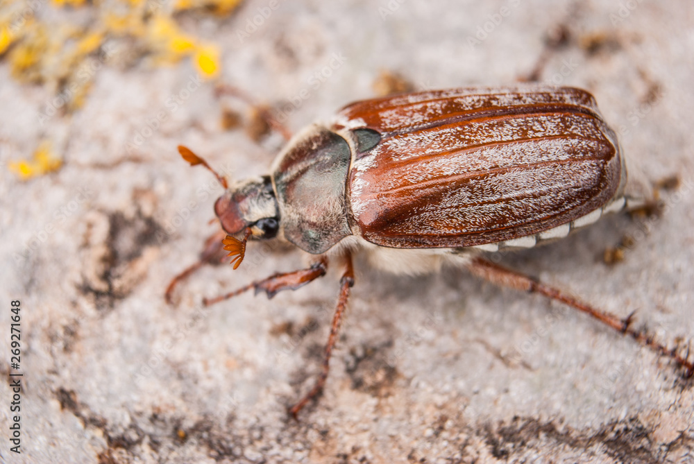 Obraz premium Cockchafer, summer chafer. Macro