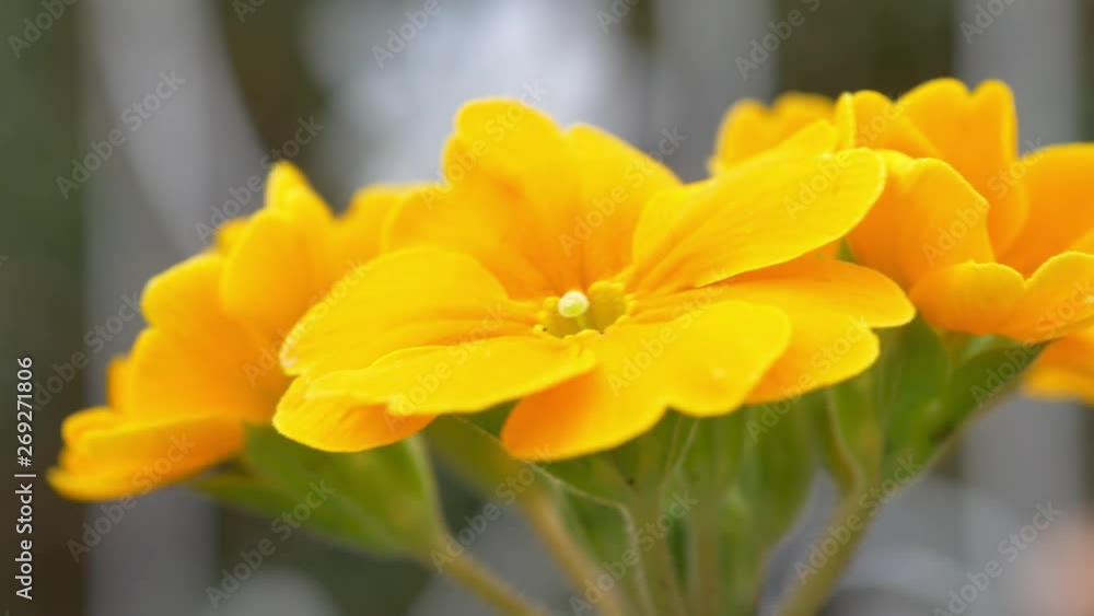 Yellow Flower Close Up in Garden Yellow Flower Close Up in Garden
