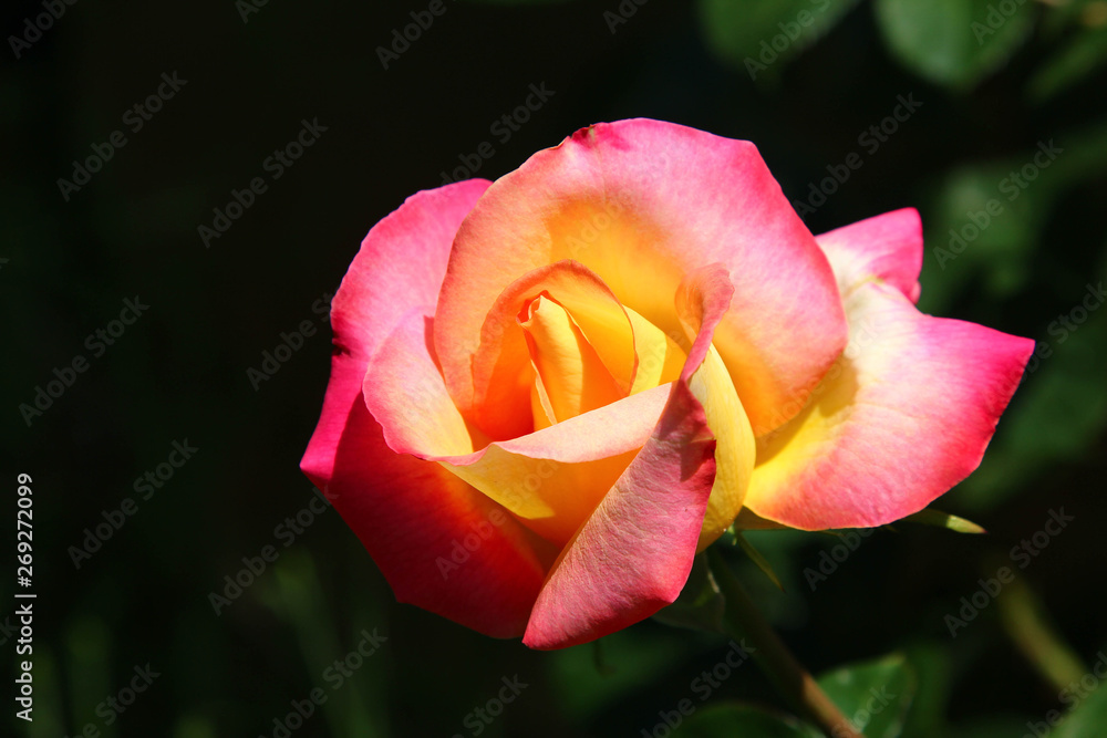 Edel Rose, Pullmann Orient Express, Rosa Gelb, Hintergrund Edel Rose, Pullmann Orient Express, Rosa Gelb, Hintergrund