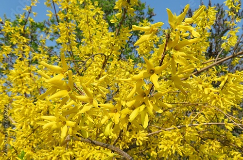 Tableau sur toile Beautiful forsythia tree blooming in the garden