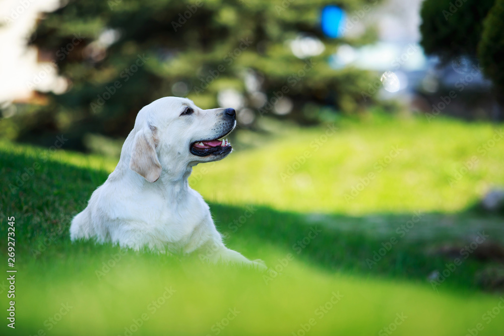 Dog breed Golden retriever Dog breed Golden retriever