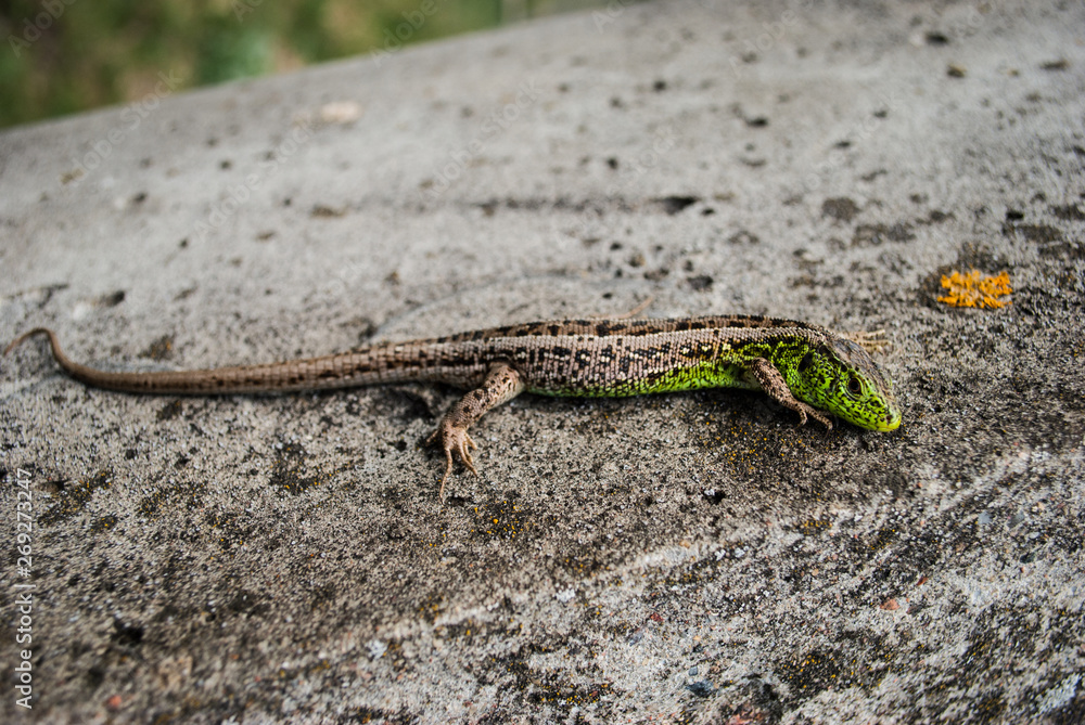 Green lizard macro, close up. Green lizard macro, close up.