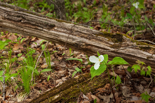 trilliums in the forest