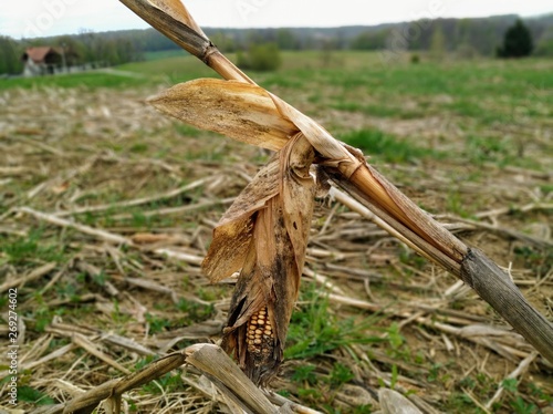 Springtime details in my neighbourhood, lastyears corn, Zagreb surroundings, Croatia, Europe photo