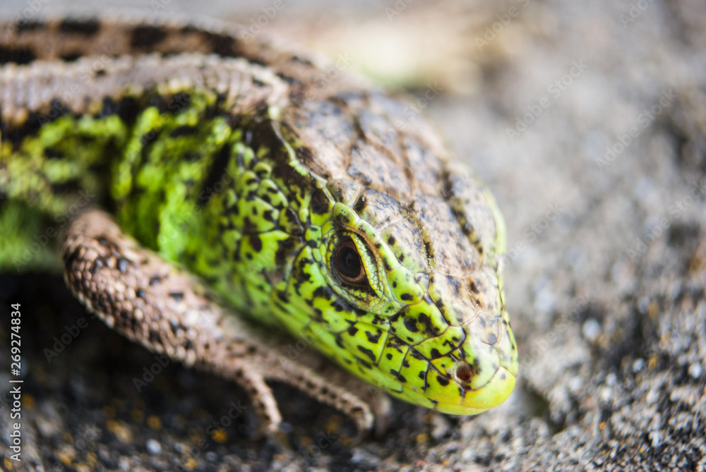 Naklejka premium Green lizard macro, close up.