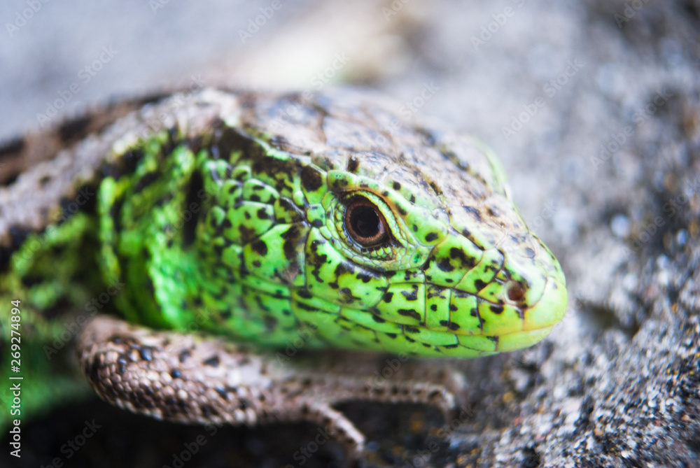 Fototapeta premium Green lizard macro, close up.