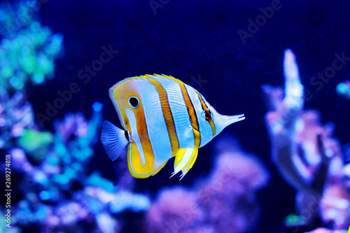 Chelmon copperband butterfly fish in reef aquarium photo