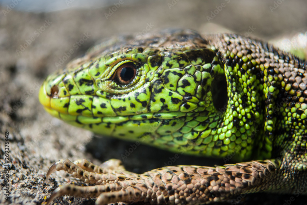Green lizard macro, close up. Green lizard macro, close up.