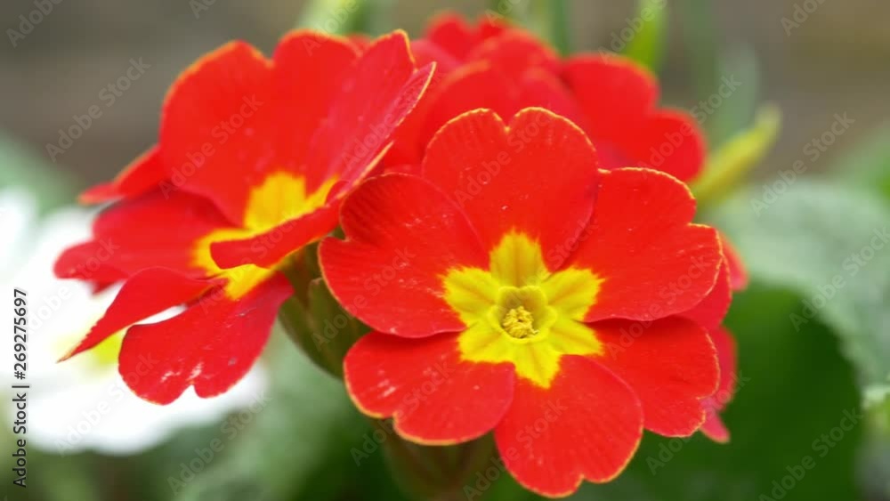 Fast pan of Red Flowers in Garden Fast pan of Red Flowers in Garden