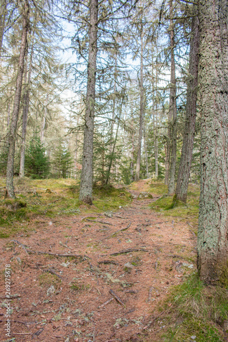 Background fairy tale Forest Landscape 