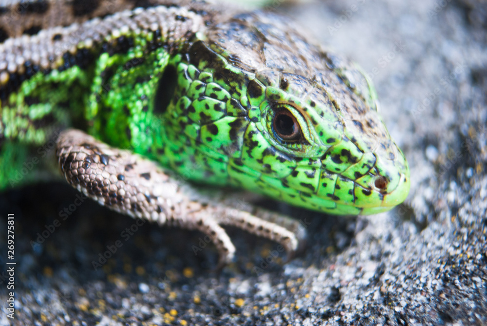 Naklejka premium Green lizard macro, close up.