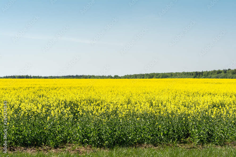 Yellow oil rape seeds in bloom Yellow oil rape seeds in bloom