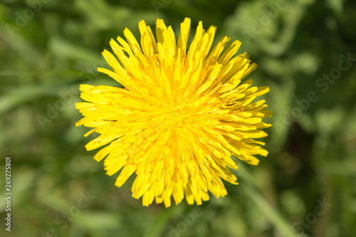 yellow flowering dandelion on a background of green grass  close up nature abstract background