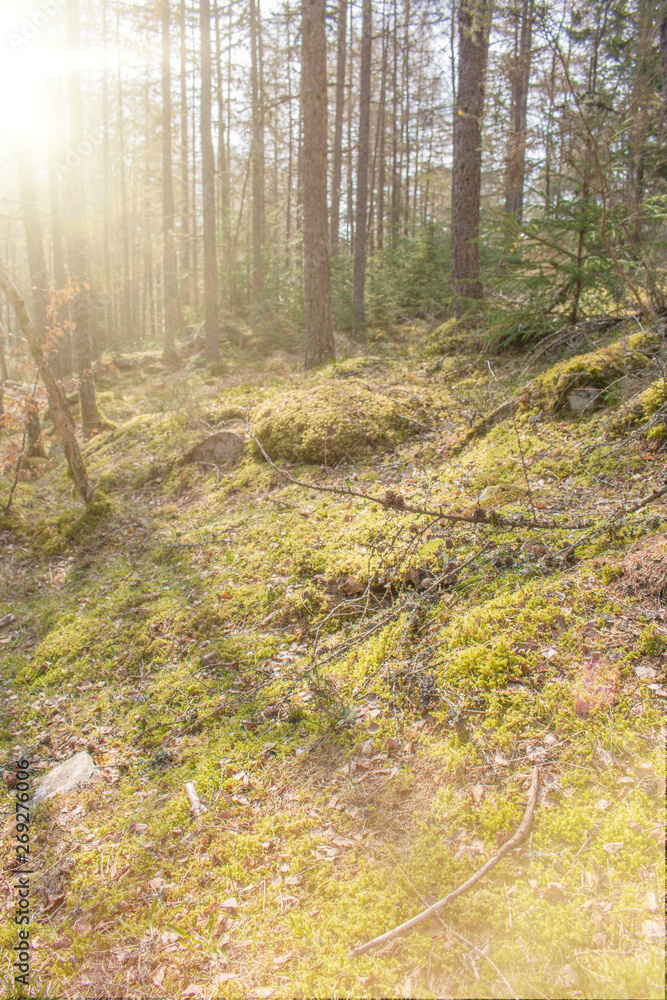 Background fairy tale Forest Landscape Background fairy tale Forest Landscape