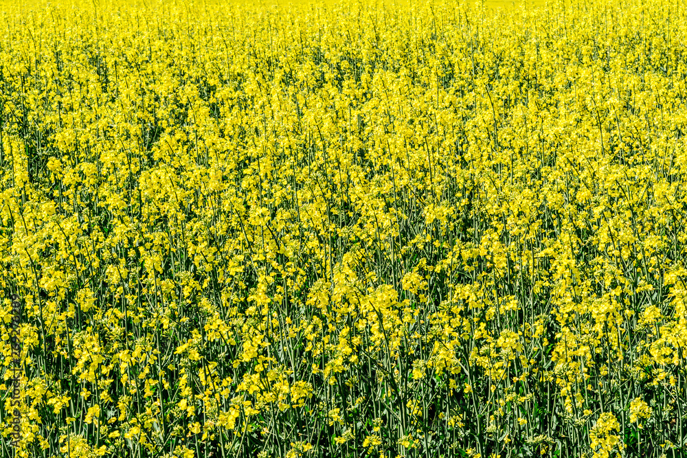 Obraz premium Rapeseed yellow field of blooming flowers on nature blurred background. Beautiful natural background. Selective focus. Yellow rapeseed blossom