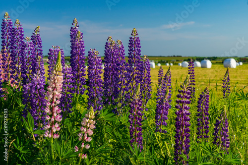 Foto Lupins growing along farm fields in rural Prince Edward Island, Canada