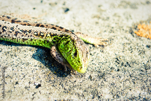 Green lizard macro  close up.