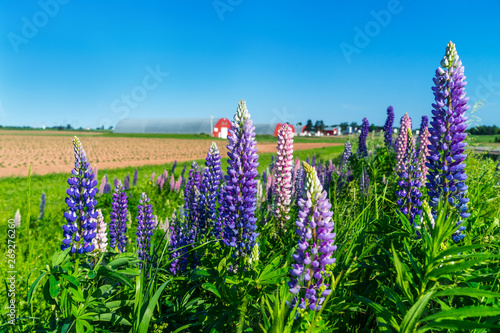 Fotografie Lupins growing roadside along farm fields in rural Prince Edward Island, Canada