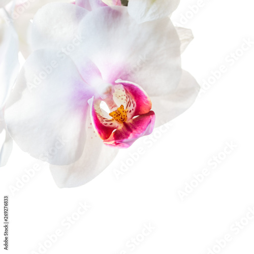 white orchid flowers isolated on white background