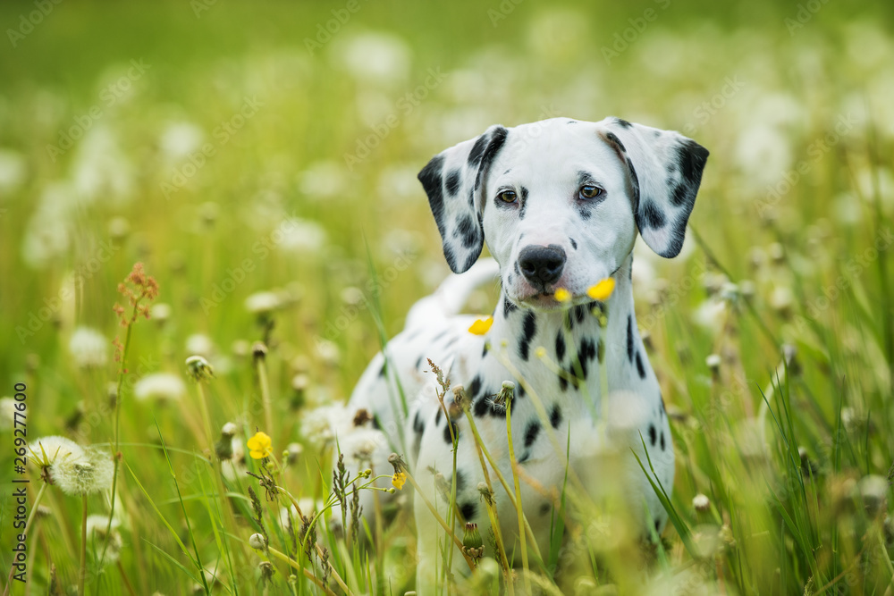 Dalmatian puppy in a dandelion meadow