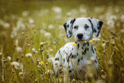 Dalmatian puppy in a dandelion meadow photo