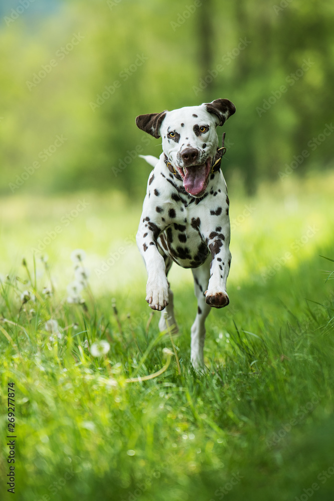 Running dalmatian dog in a meadow