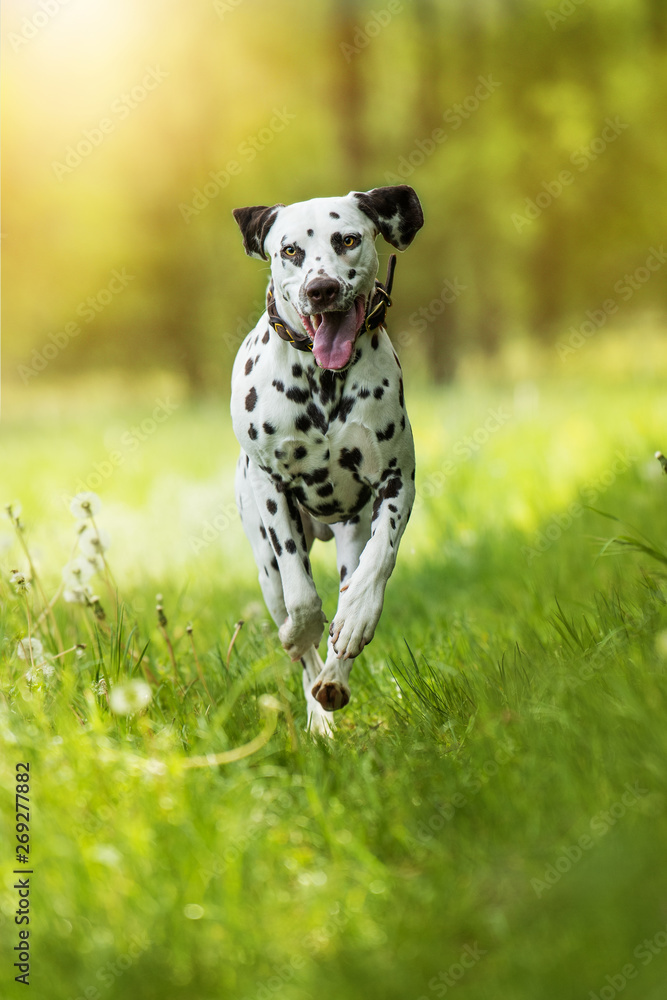 Running dalmatian dog in a meadow