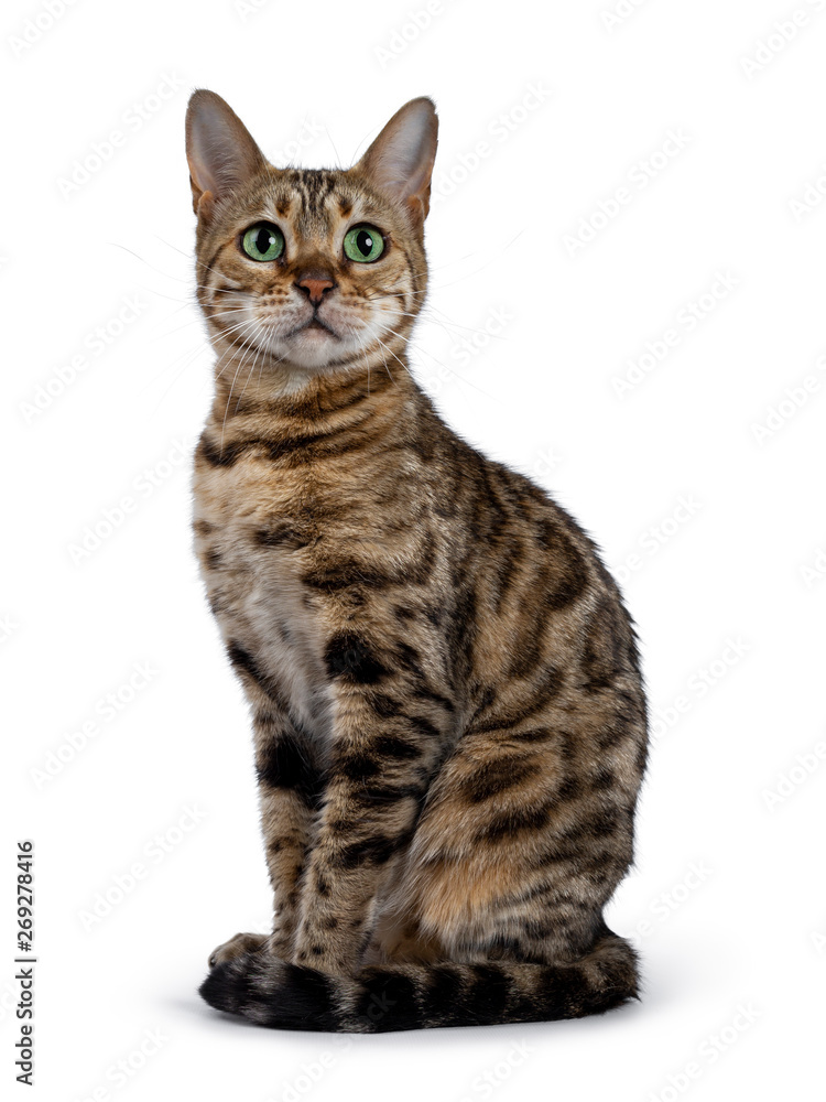 Pretty brown spotted female Bengal cat sitting side wards like Egyptian god. Looking above lens with mesmerizing green eyes. Tail curled around body. Pretty brown spotted female Bengal cat sitting side wards like Egyptian god. Looking above lens with mesmerizing green eyes. Tail curled around body.