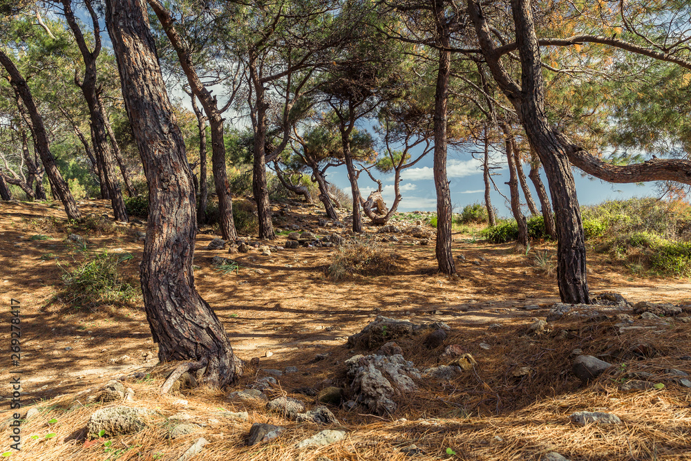 Coniferous Mediterranean Forest in Turkey Coniferous Mediterranean Forest in Turkey