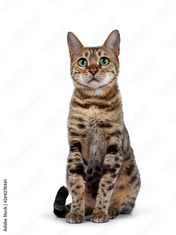 Pretty brown spotted female Bengal cat sitting facing front like Egyptian god. Looking above lens with mesmerizing green eyes. Tail curled around body. Pretty brown spotted female Bengal cat sitting facing front like Egyptian god. Looking above lens with mesmerizing green eyes. Tail curled around body.