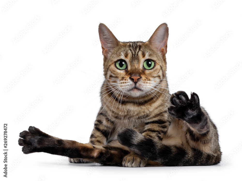 Pretty brown spotted female Bengal cat sitting with leg spread like ready to clean butt. Looking straight at lens with mesmerizing green eyes. Tail between paws.