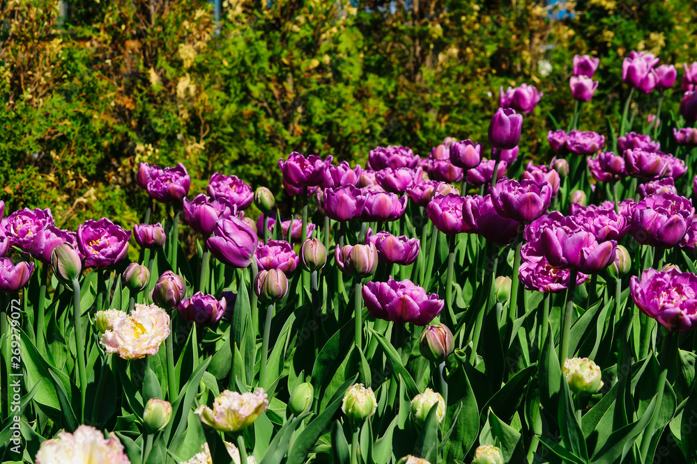 Natural bakground of spring blooming flowers. Field of purple tulips. Natural bakground of spring blooming flowers. Field of purple tulips.