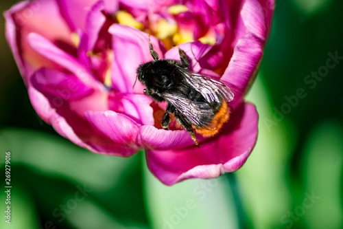 Clowe up of blooming purple tulip flower and bumblebee sitting on it. Wild Nature photo