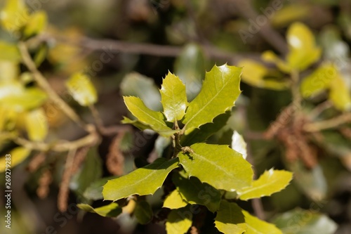 Fresh leaves of a kermes oak, Querqus coccifera photo