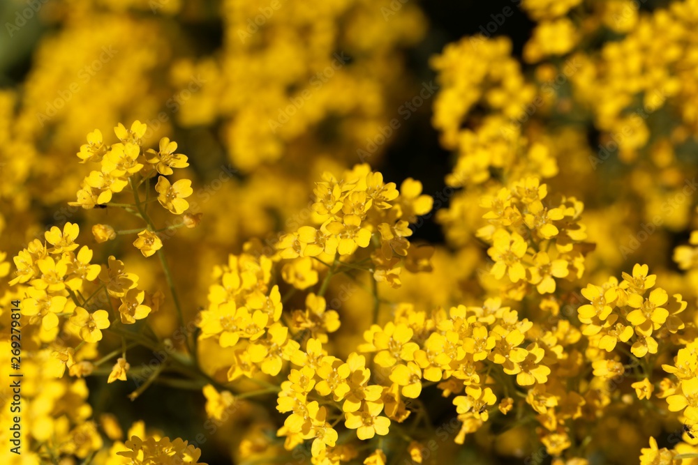 Flowers of a basket of gold, Aurinia saxatilis Flowers of a basket of gold, Aurinia saxatilis