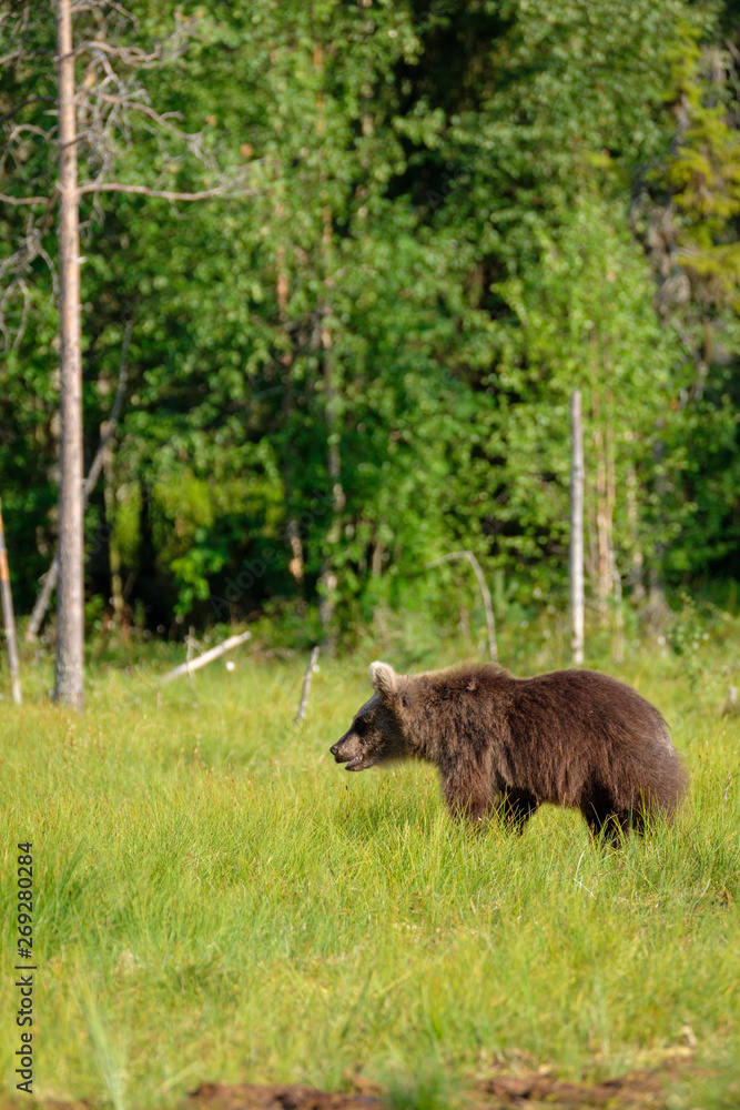 Brown bear ursus arctos walking in finnish taiga in front of boreal forest, Finland vertical Brown bear ursus arctos walking in finnish taiga in front of boreal forest, Finland vertical