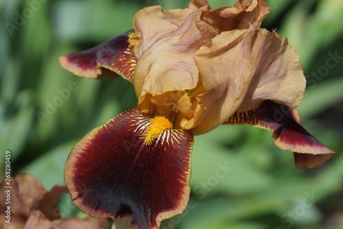 one big bud of a brown iris flower in a green garden