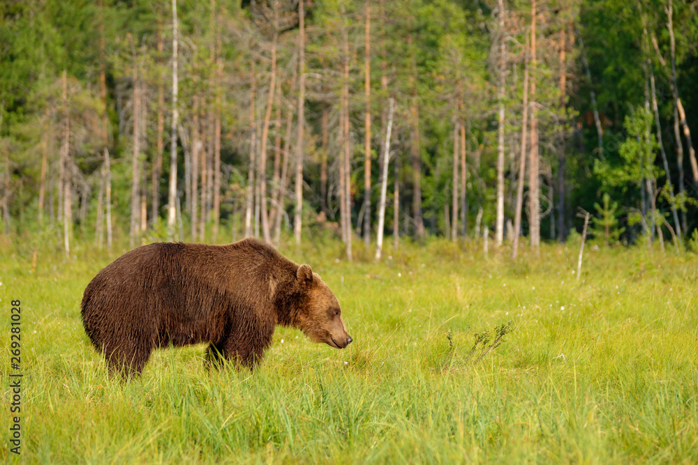 Mighty big brown bear ursus arctos standing in front of boreal forest, Finland Mighty big brown bear ursus arctos standing in front of boreal forest, Finland
