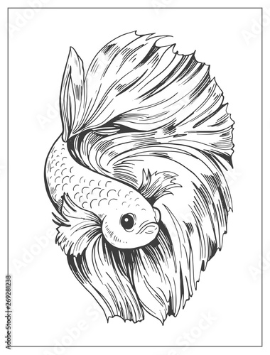 Sketch of gold fish. Outline with transparent background. Hand drawn illustration converted to vector