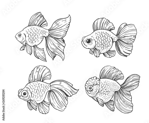 Sketch of gold fish. Outline with transparent background. Hand drawn illustration converted to vector