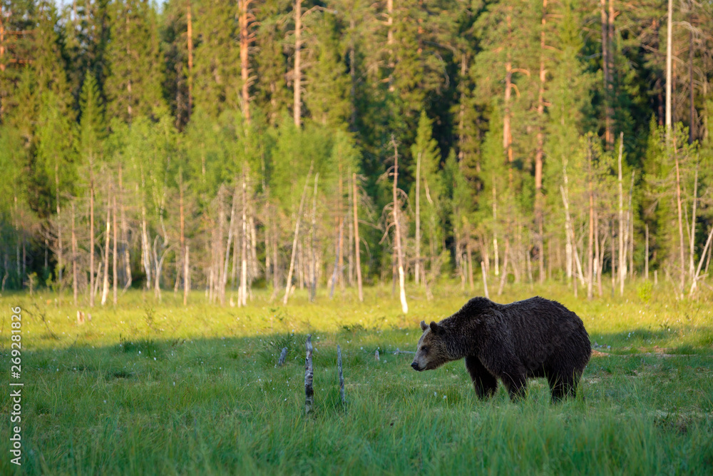 Braunbär Ursus arctos vor Wald Landschaft, Finnland Braunbär Ursus arctos vor Wald Landschaft, Finnland