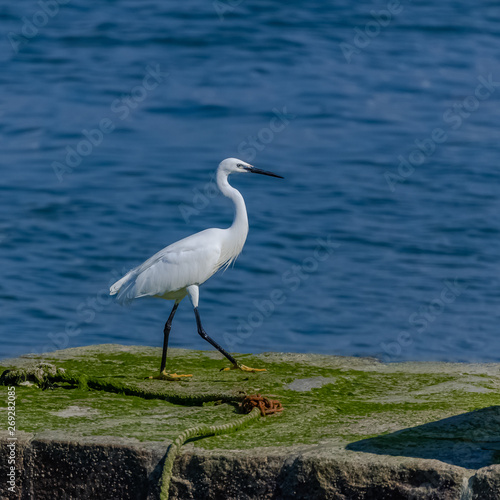 White egret  beautiful bird standing on the pier in Brittany 