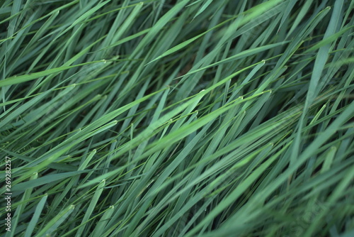 grass waves close up natural background