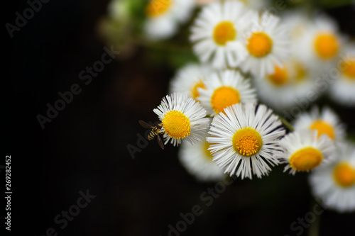 White flowers on black background.