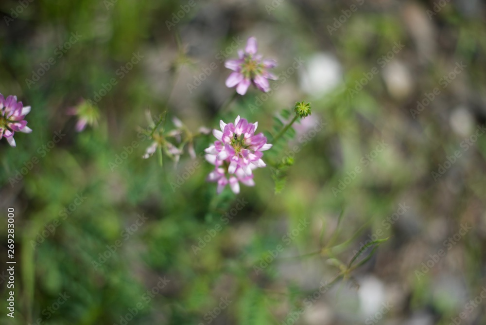 flowers in the meadow flowers in the meadow