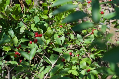 red and green berries on a bush